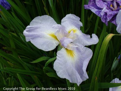 Wells Sdg AP2